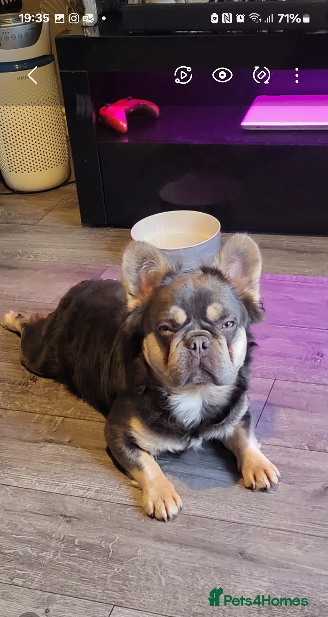 French Bulldog dogs for stud: RAGNAR lilac tan visual fluffy frenchbulldog stud  in Pontefract - Advert 5