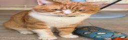 Domestic Shorthair cats for sale: Ginger and white male cat - Advert 2