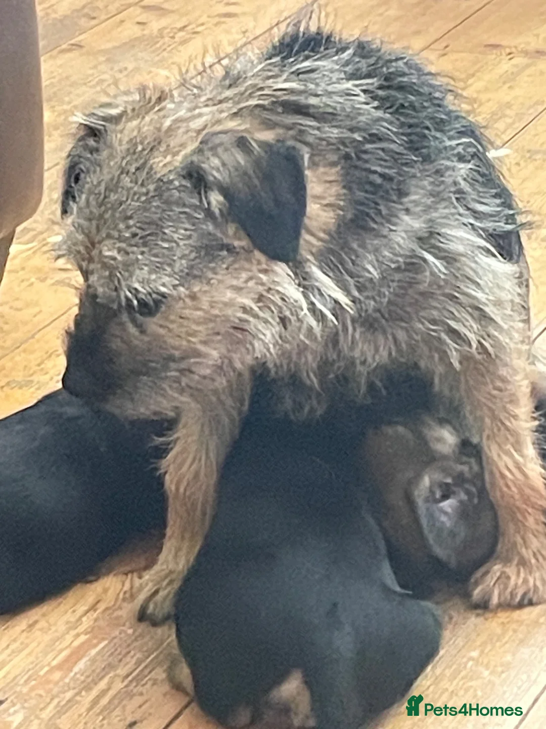 Border Terrier dogs for sale: Border Terrier  - Advert 1