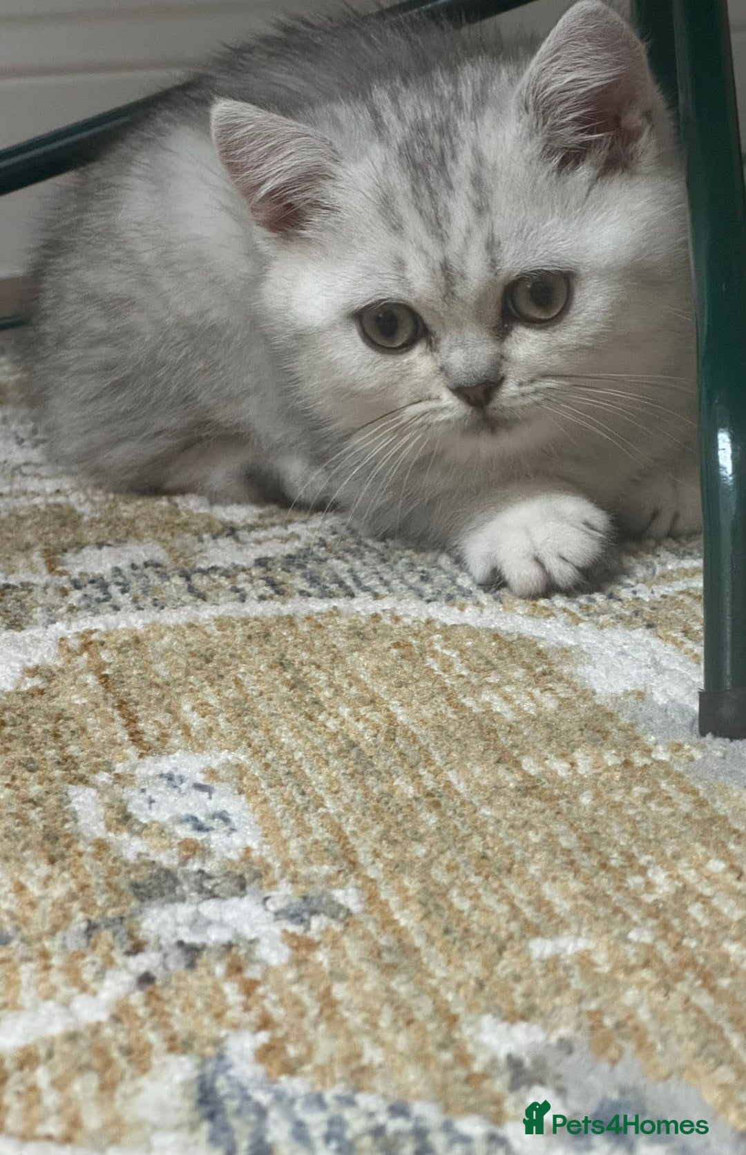 British Shorthair cats for sale: 2 TICA registered BSH kittens  - Advert 22