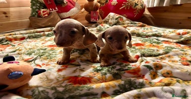 Miniature Dachshund dogs - Advert 13