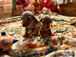 Miniature Dachshund dogs - Advert 13