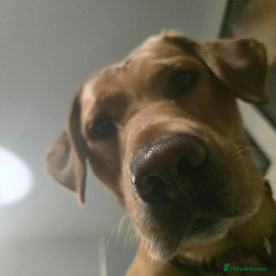 Labrador Retriever dogs for stud: Stunning Lab for stud in ELY - Advert 3