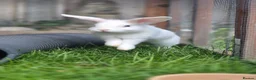 Mixed Breed rabbits for sale: Aurora vaccinated neutered - Advert 3
