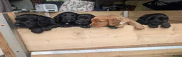 Cocker Spaniel dogs for sale: KC Registered FTCH bloodline Working Cocker Pups - Advert 1