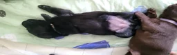 Labrador Retriever dogs for sale: Pedigree Labrador puppies - healthy and smart - Advert 4
