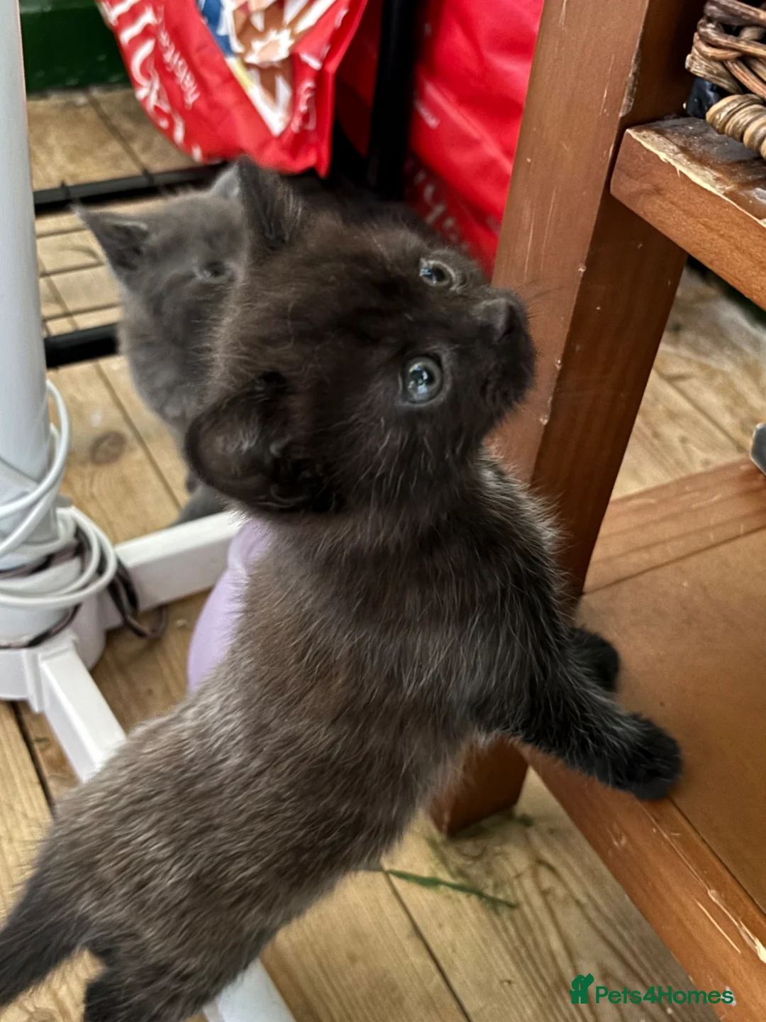 British Shorthair cats for sale: 3 beautiful kittens - Advert 2