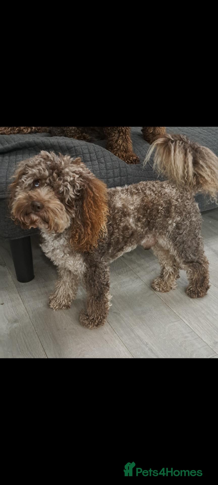 Cockapoo dogs F1b Cockapoo stud chocolate merle DNA tested  - Advert 17
