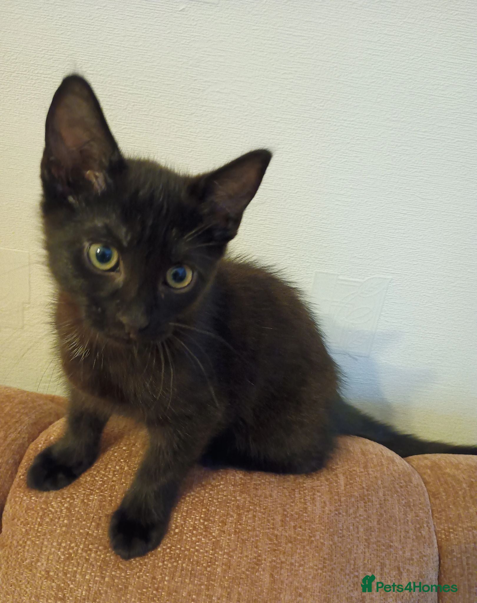 Mixed Breed cats Beautiful Kittens looking for a new home!!! - Advert 8