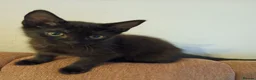 Mixed Breed cats for sale: Beautiful Kittens looking for a new home!!! - Advert 1