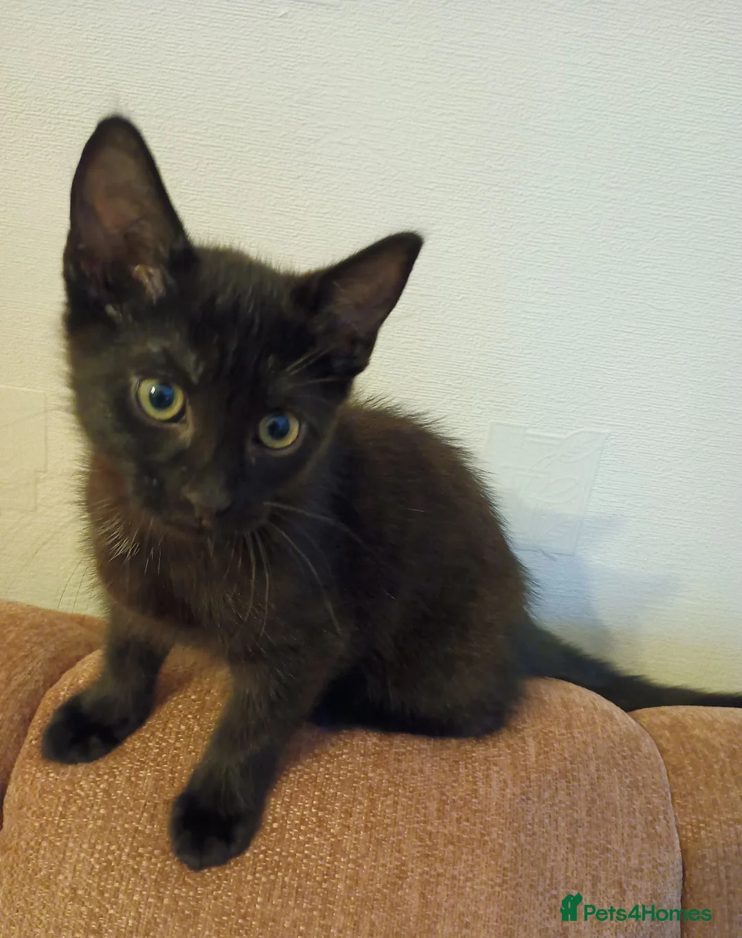 Mixed Breed cats for sale: Beautiful Kittens looking for a new home!!! - Advert 1