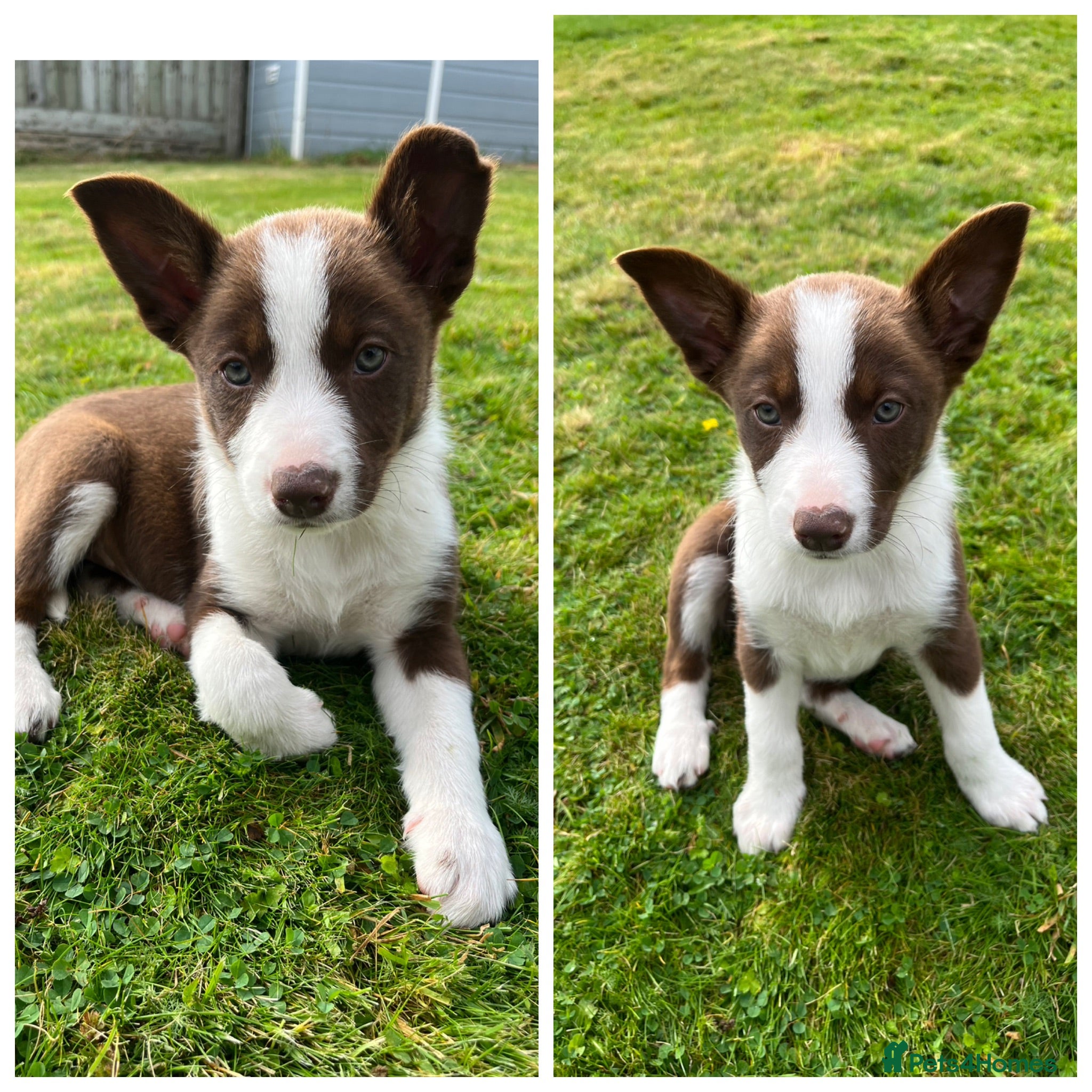 Border Collie dogs 1 Red / White Female left  - Advert 1