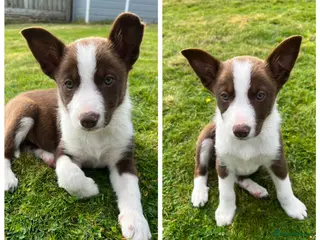 Border Collie dogs 1 Red / White Female left - Advert 1