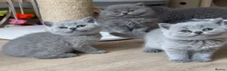 British Shorthair cats for sale: British short hair fluffy kittens  - Advert 14
