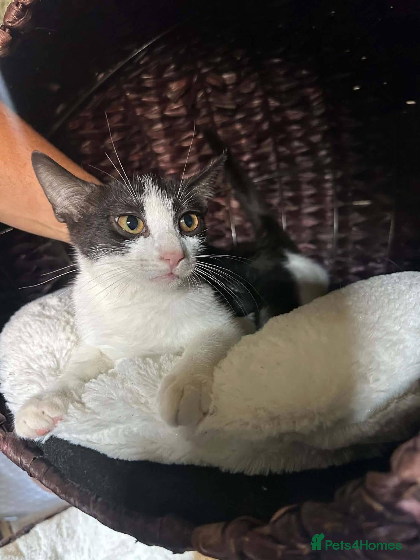 Mixed Breed cats Emma for adoption - Advert 3