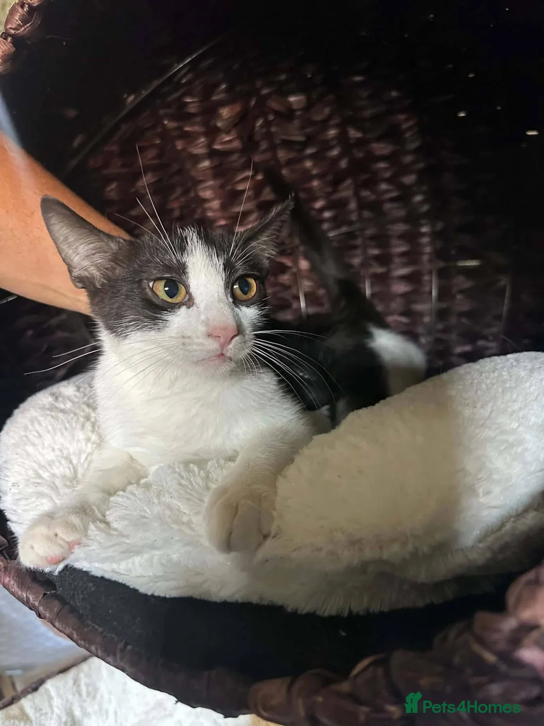 Mixed Breed cats for adoption: Emma for adoption in Kidlington - Advert 1