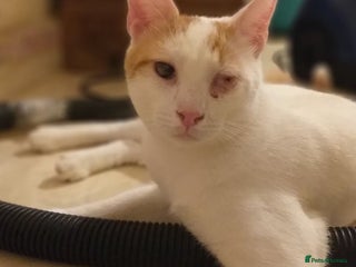 Mixed Breed cats - Advert 12