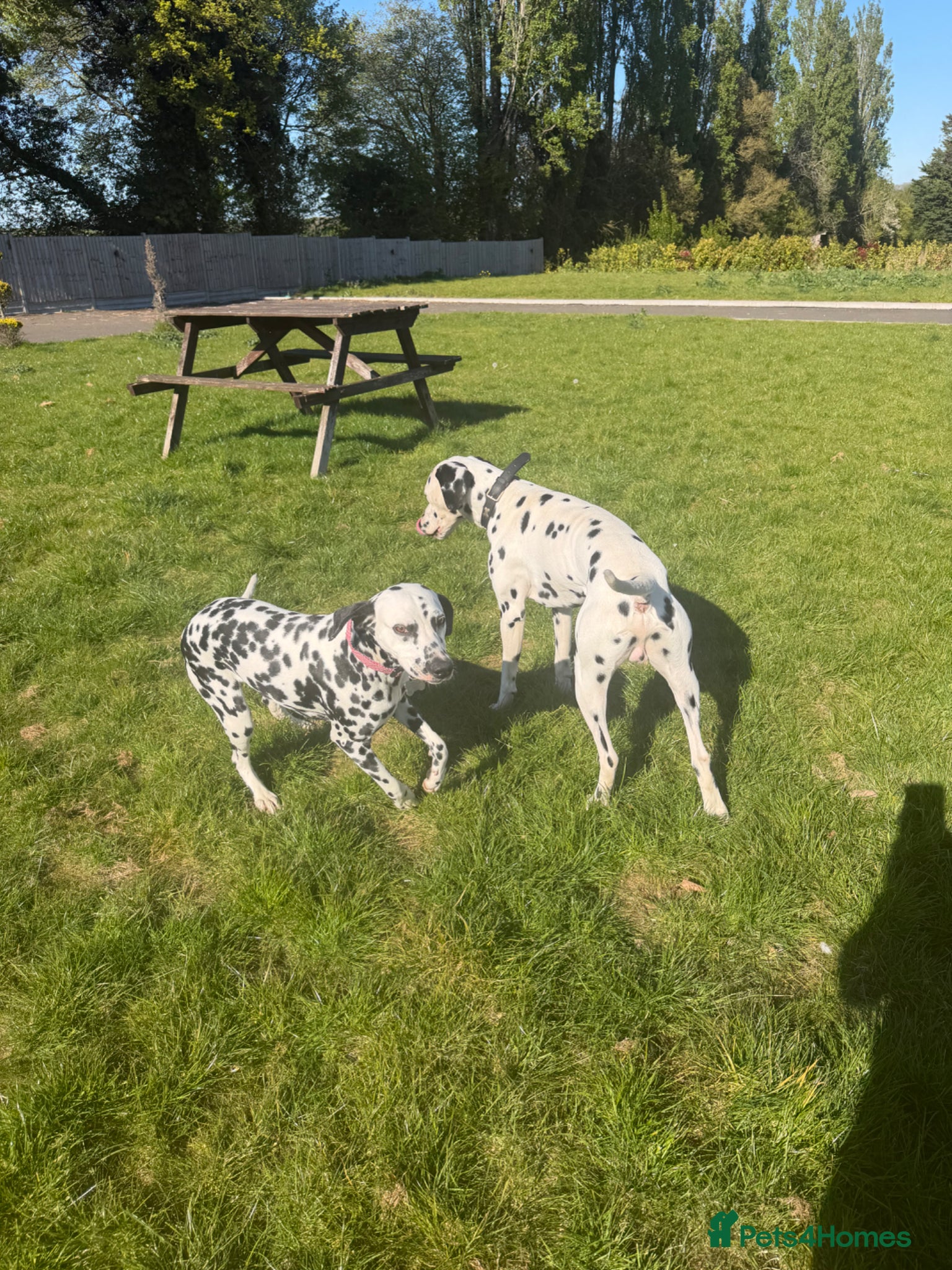 Dalmatian dogs  ✨10 PUPPIES INCOMING!! Perdy and Pongos puppies ✨ - Advert 1
