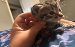 Mixed Breed cats for sale: Beautiful kittens  - Image 15