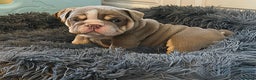 English Bulldog dogs for sale: English Bulldog Pups Fully health Tested Parents  - Advert 9
