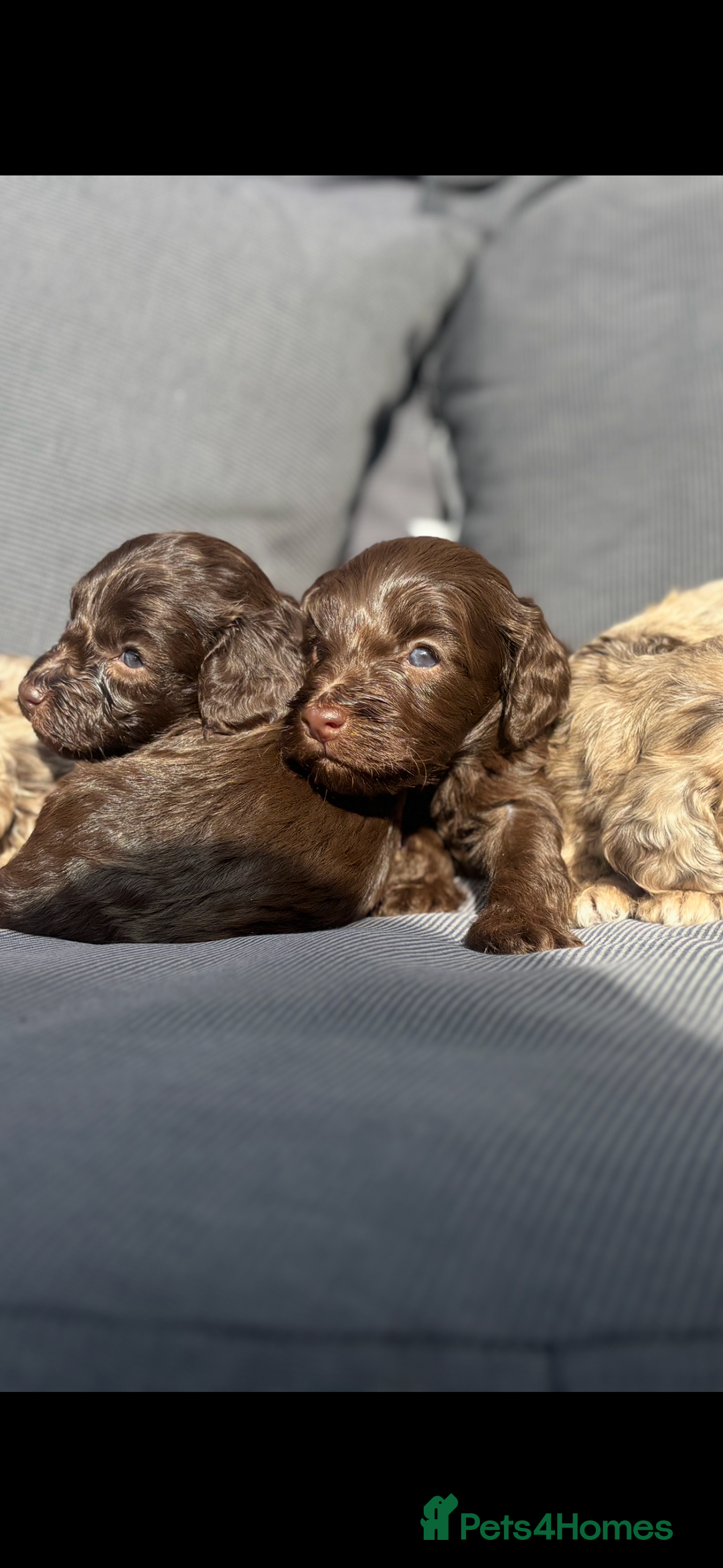 Cockapoo dogs for sale: Beautiful Cockapoo puppies  - Image 16