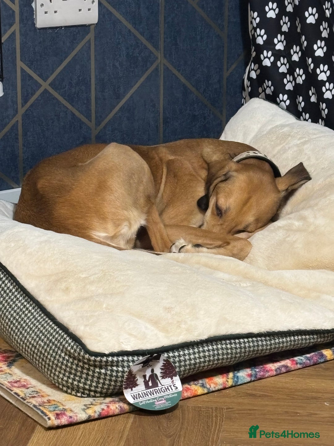 Mixed Breed dogs for sale: Beautiful saluki x greyhound for adoption - Image 13