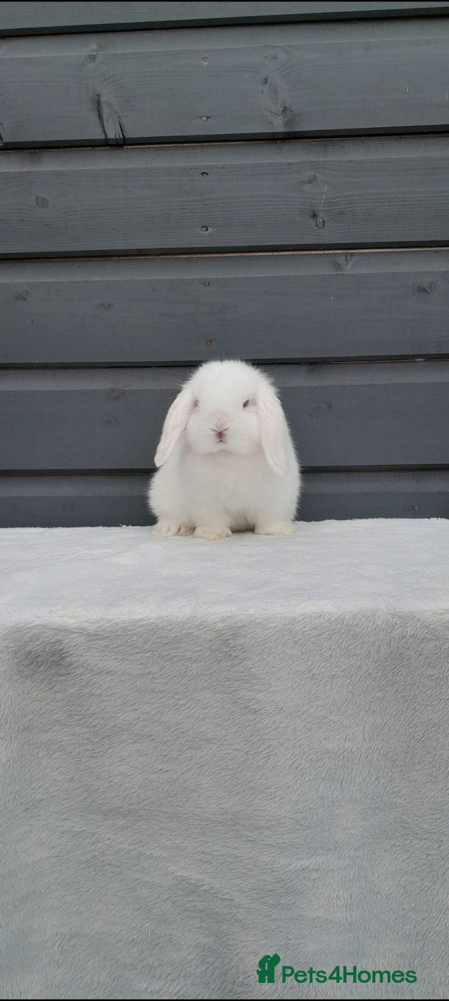 Mini Lop rabbits Mini lop doe. LAST ONE. Reduced to sell  - Advert 1