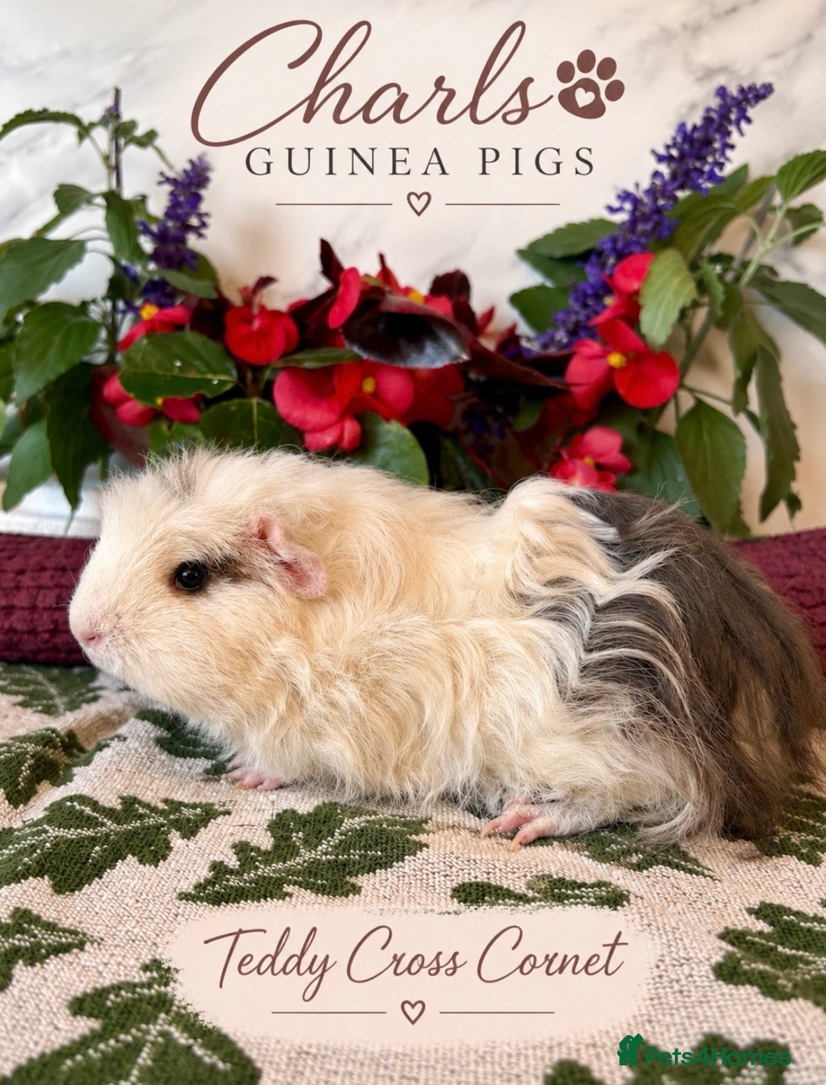 Guinea Pig rodents Our last 4 beautiful girls are Available 🐹💕 - Advert 2