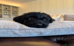 Mixed Breed dogs for sale: 🐾 🧸 *Ready Saturday* Beautiful Doodles 💕🐾 - Image 3
