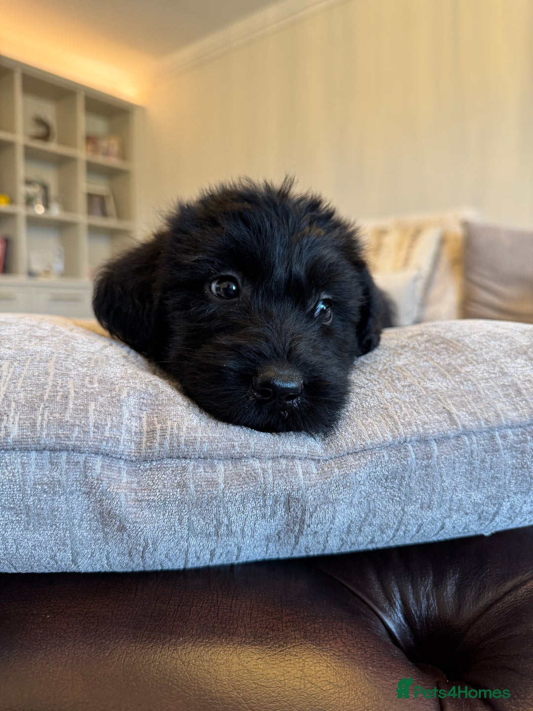 Mixed Breed dogs for sale: 🐾 🧸 *Ready Saturday* Beautiful Doodles 💕🐾 - Image 3