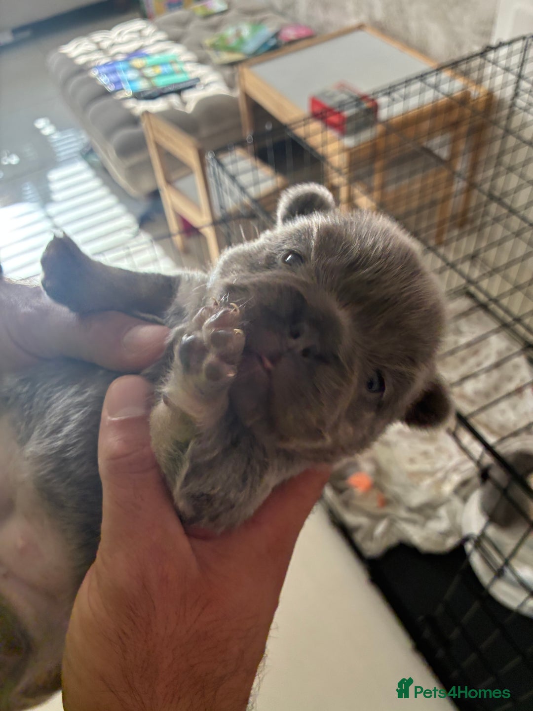 French Bulldog dogs for sale: Visual fluffy French bulldogs  - Image 4