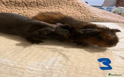 Guinea Pig rodents for sale: Well handled skinny pigs.  - Advert 9