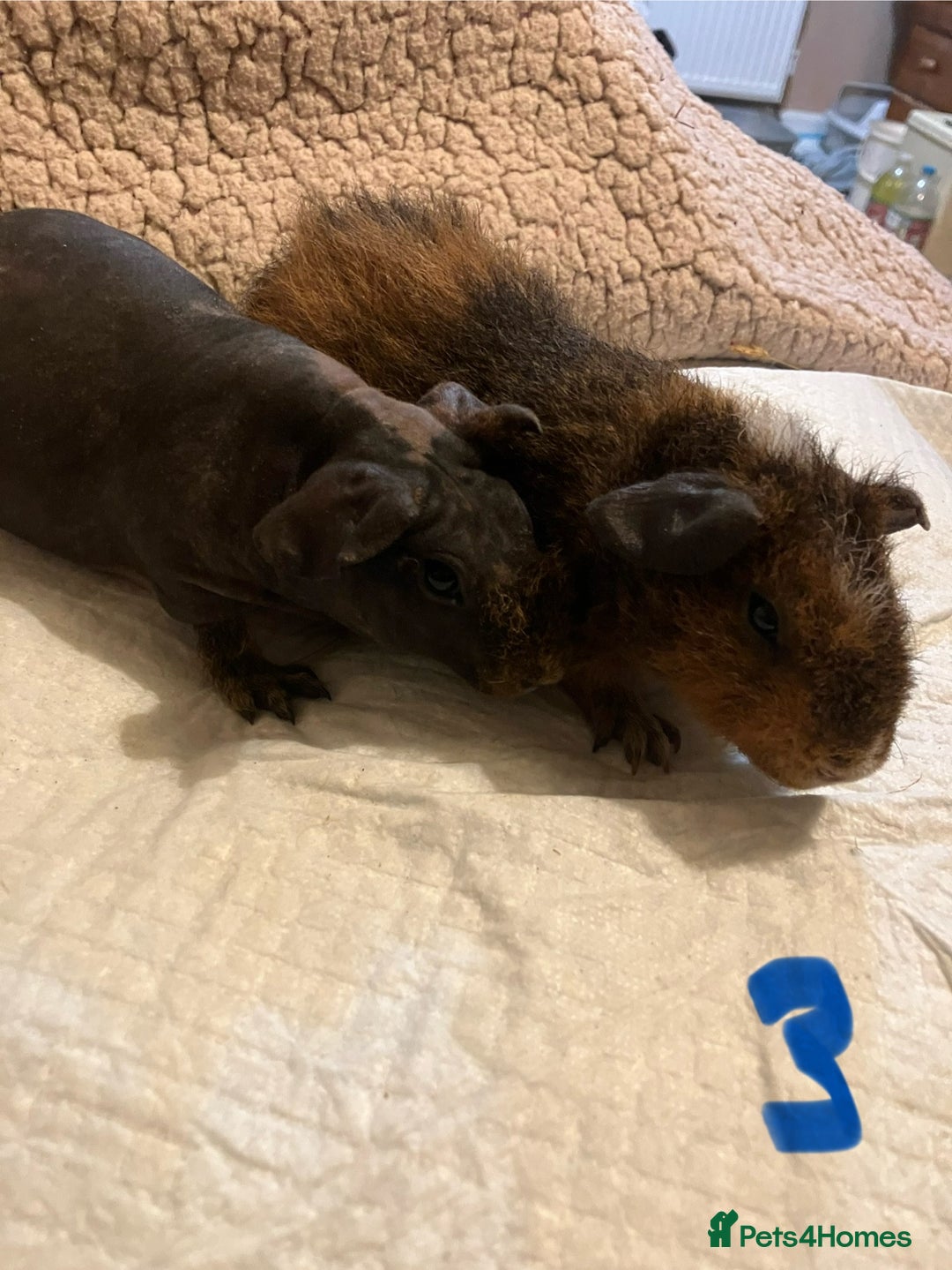 Guinea Pig rodents for sale: Well handled skinny pigs.  - Advert 9