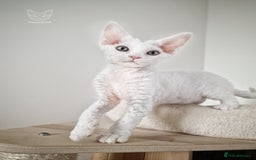 Devon Rex cats for sale: 🤍 Devon Rex Boy 🤍 Ready Soon - Image 5