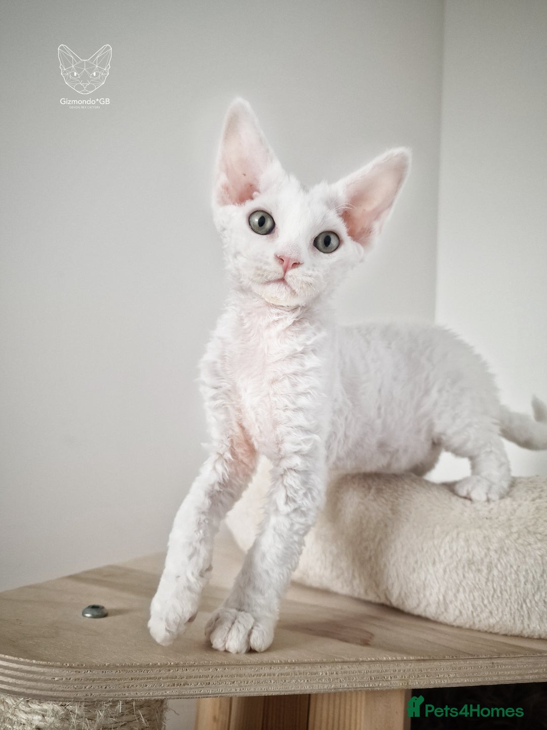 Devon Rex cats for sale: 🤍 Devon Rex Boy 🤍 Ready Soon - Image 5