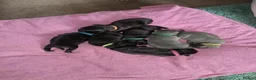 Staffordshire Bull Terrier dogs for sale: 7 Beautiful KC blue and black puppies 4 girl 3 boy in Walsall - Advert 2