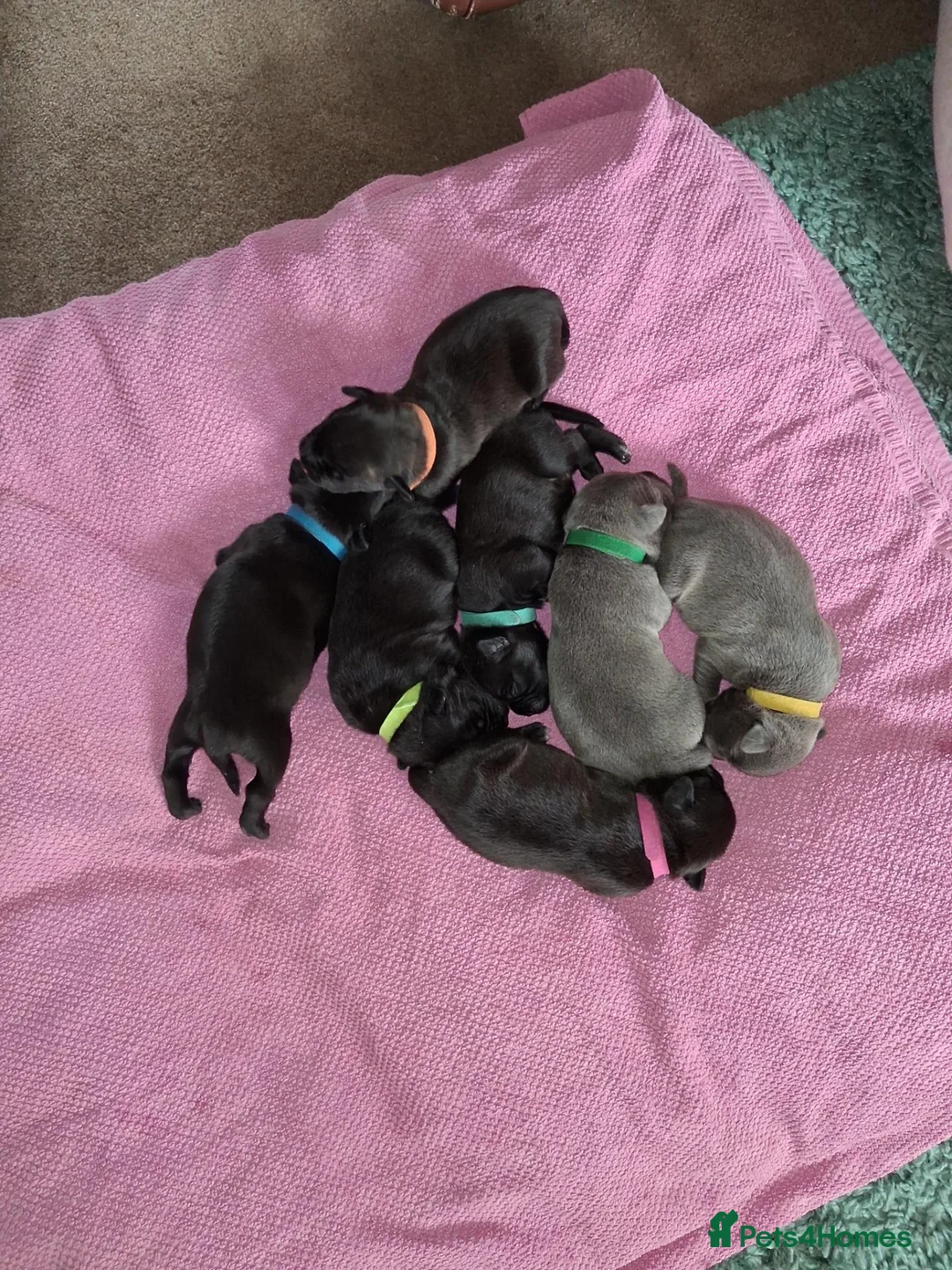 Staffordshire Bull Terrier dogs for sale: 7 Beautiful KC blue and black puppies 4 girl 3 boy in Walsall - Advert 2