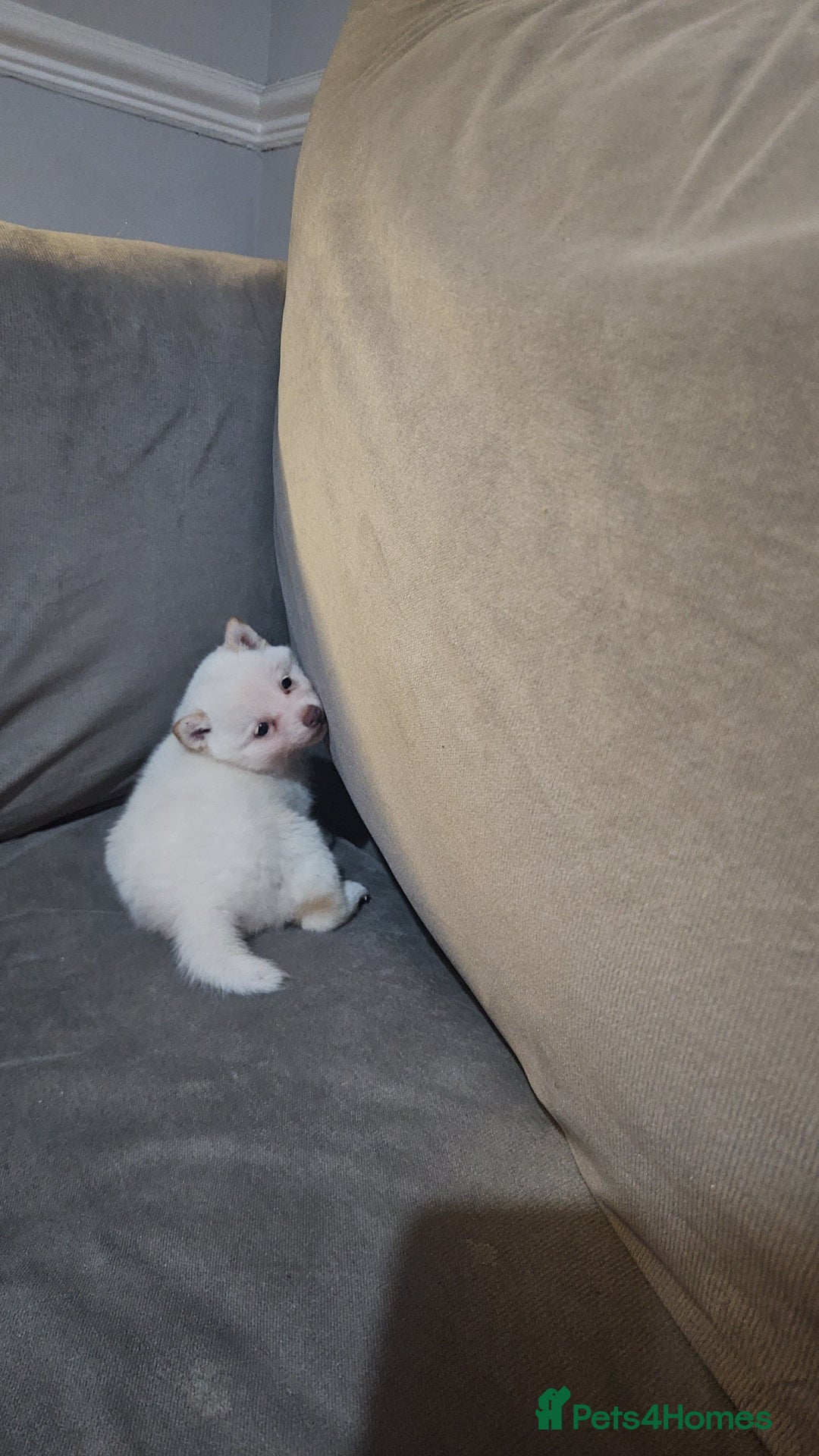 Japanese Shiba Inu dogs for sale: Japanese shiba Inu Puppy  - Advert 14