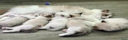 Ragdoll cats for sale: WORLD BEATIFUL RAGDOLL KITTEN / FIFE - Advert 3