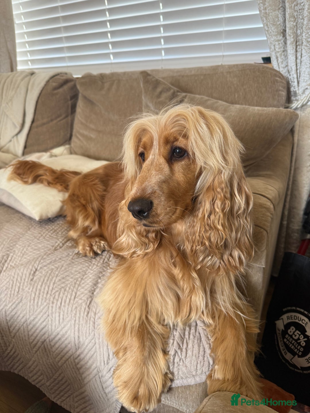 Cockapoo dogs for sale: Gorgeous F1 cockapoo puppies  - Advert 16