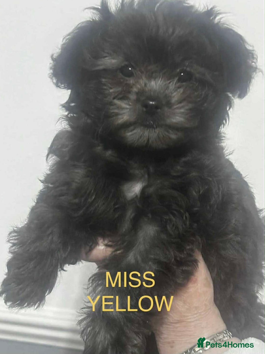 Chipoo dogs for sale: 3 stunning female Chipoo’s - Advert 4