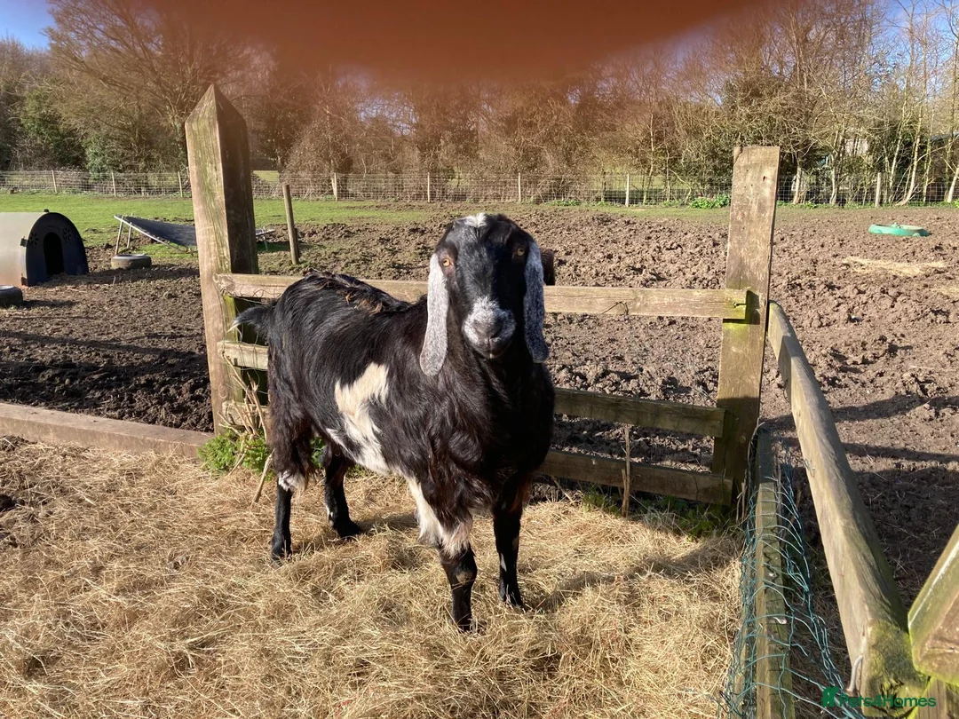 Goats livestock for sale: Anglo Nubian (Castrated Male Goat) – 7 Years Old - Advert 2