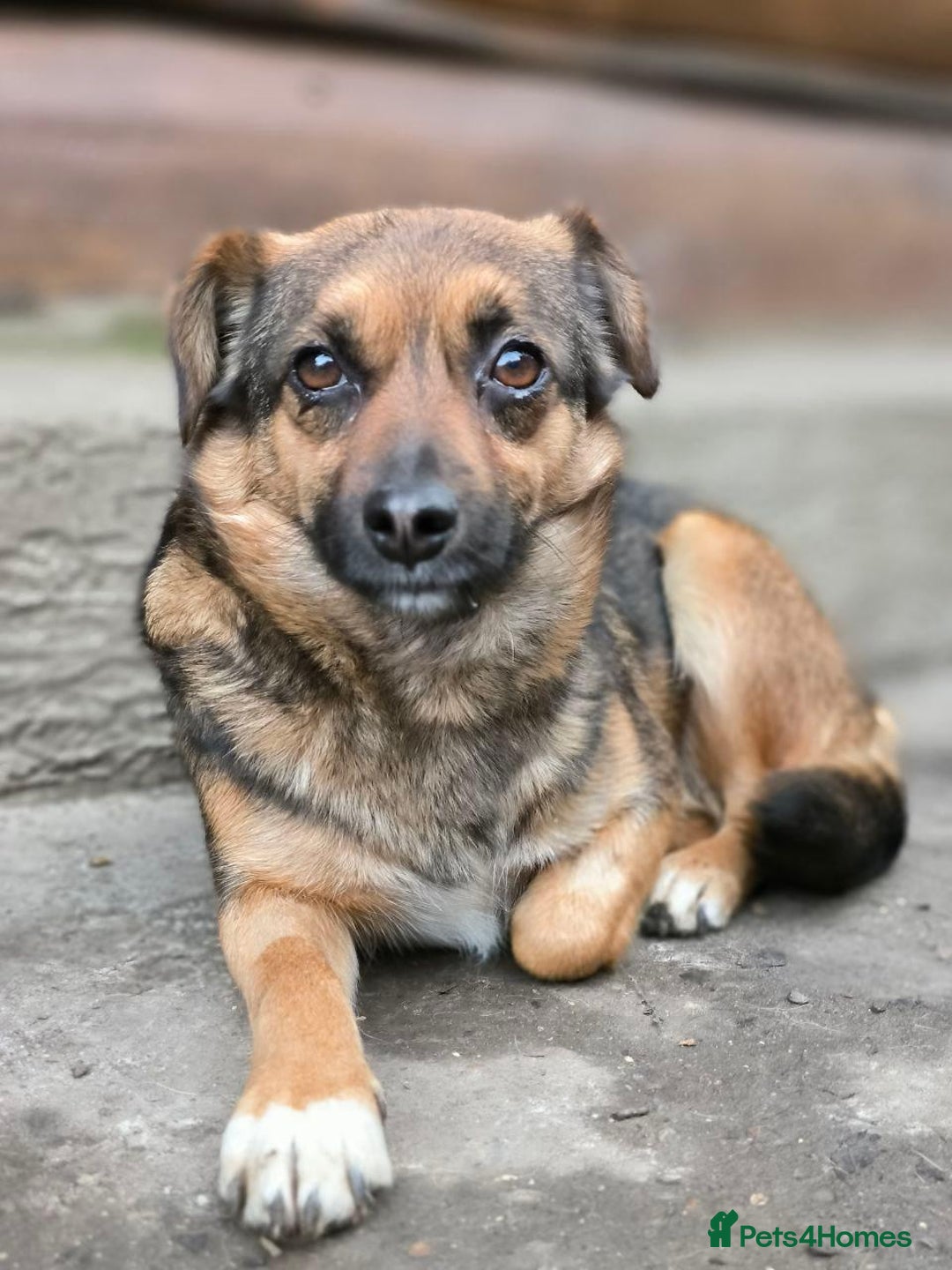 Mixed Breed dogs for adoption: 💖🐶 CHILLY 🐶💖 - Advert 2