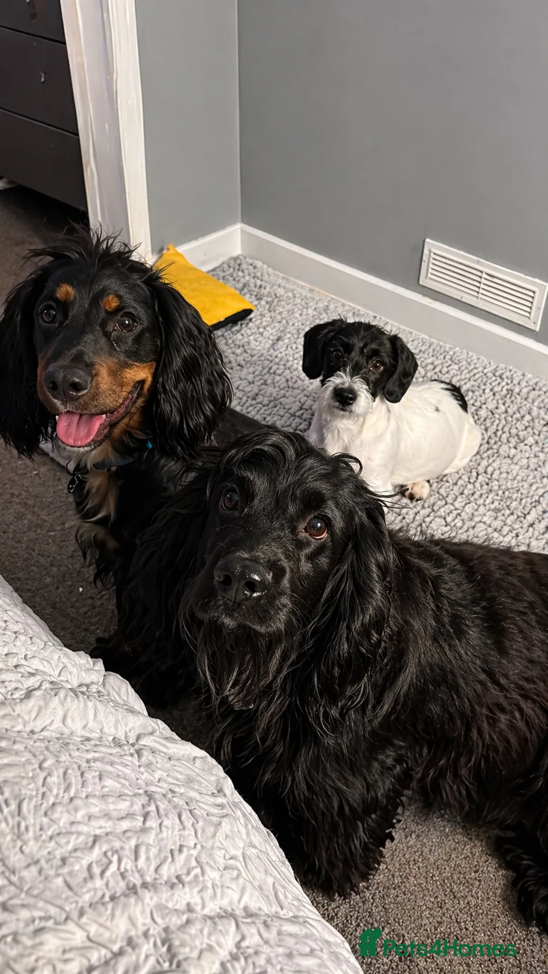 Cocker Spaniel dogs for stud: Showline pure cocker spaniel FOR STUD - Advert 4