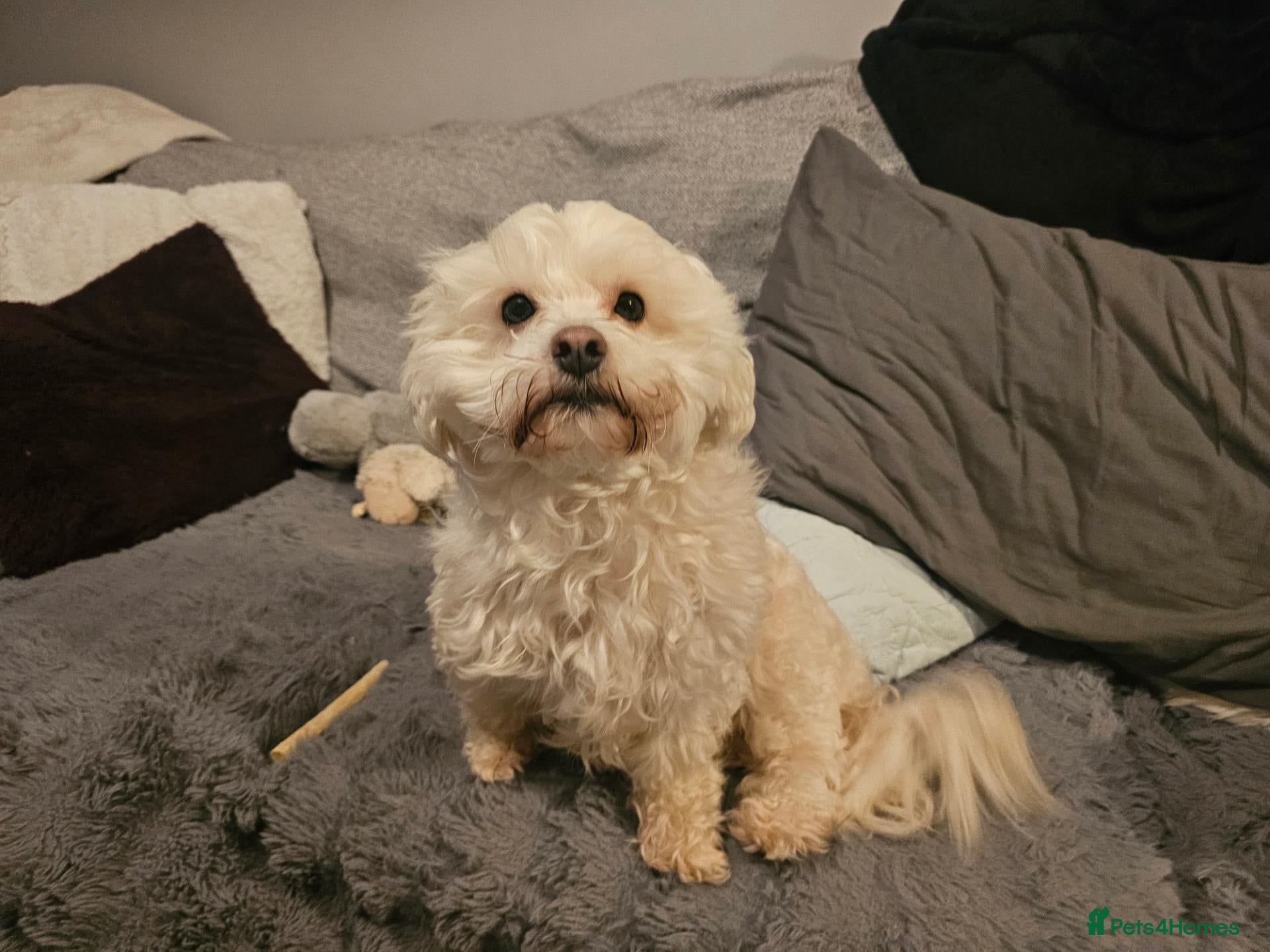 Shihpoo dogs for sale: Shitzu cross shihpoo 2puppies for sale  - Advert 1