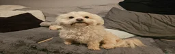 Shihpoo dogs for sale: Shitzu cross shihpoo 2puppies for sale  - Advert 1
