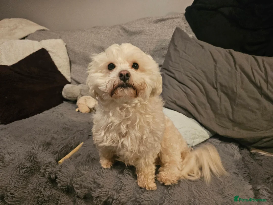 Shihpoo dogs for sale: Shitzu cross shihpoo 2puppies for sale  - Advert 1