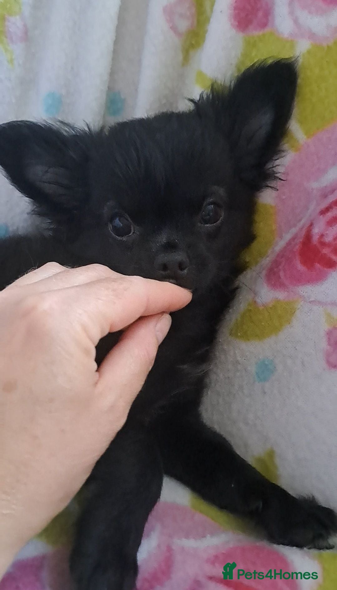 Chihuahua dogs Last Boy available long coat male chihuahua pup - Advert 4