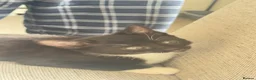 Mixed Breed cats for sale: Lovely kittens - Advert 14