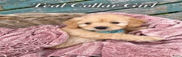 Mini Goldendoodle dogs for sale: Stunning Merle, Red & Back Mini Golden Doodles - Advert 4